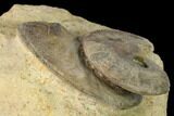 Two Bathonian Ammonite (Oxycerites) Fossils - France #152712-3